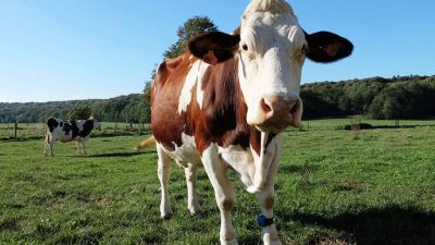 vente-aux-encheres-vache-10-000-euros-sainte-catherine-monts-actus